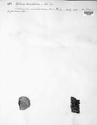 Image of Coniocarpon cinnabarinum